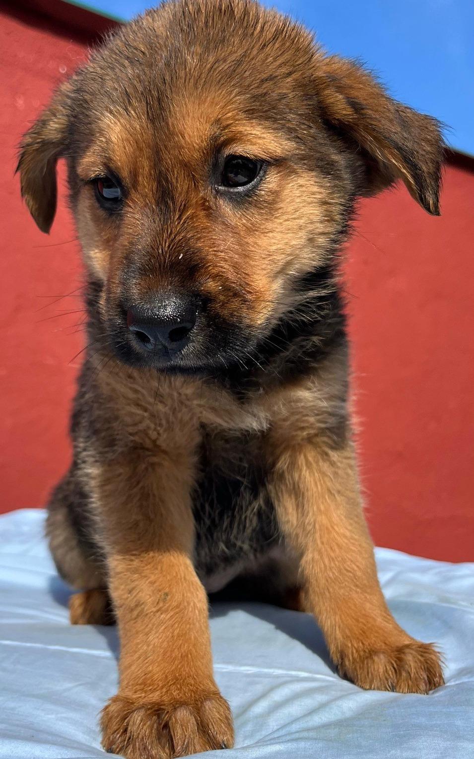 fiena