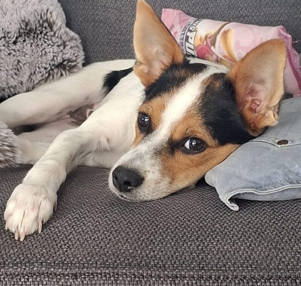 Demi