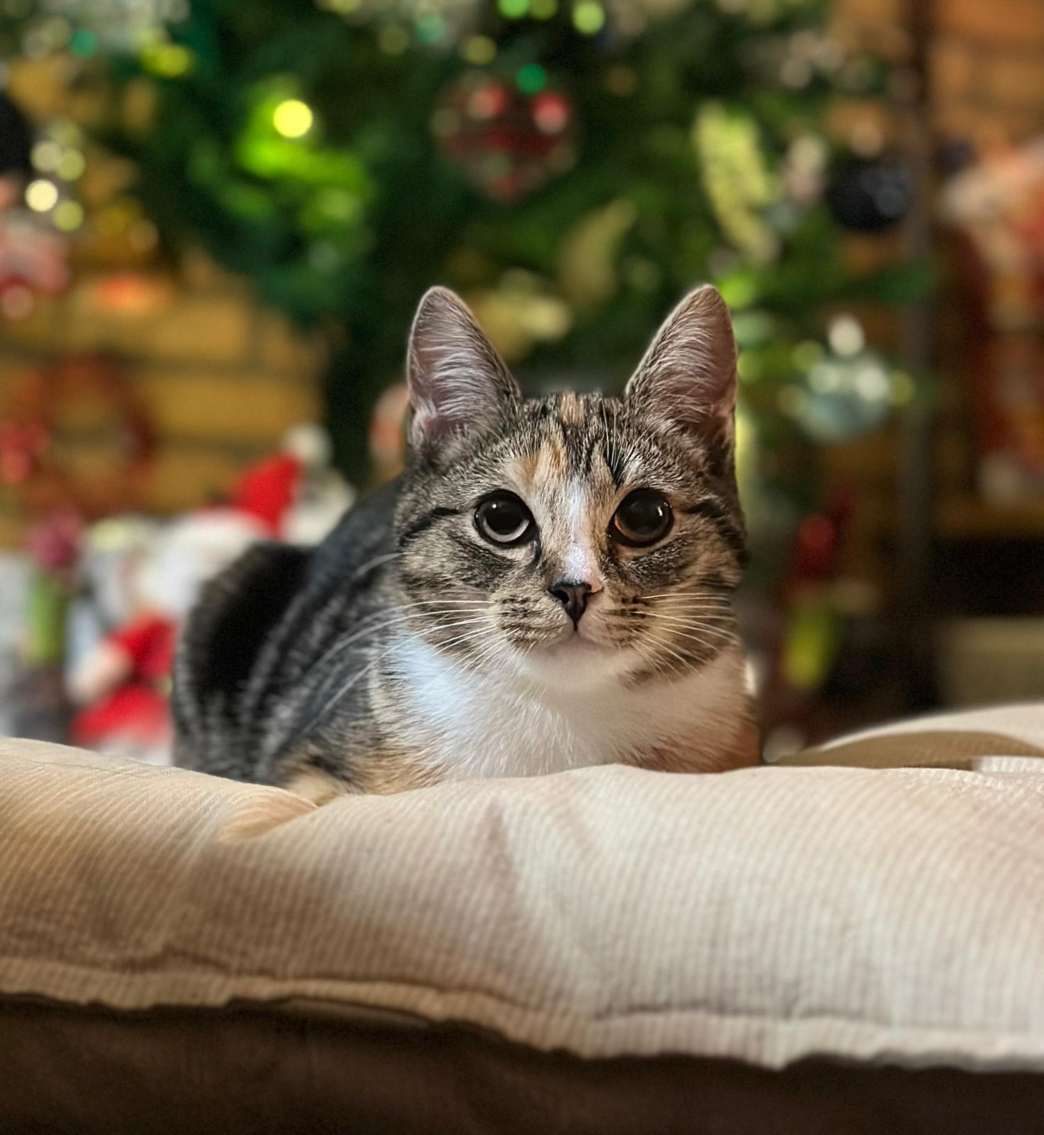 Lulu