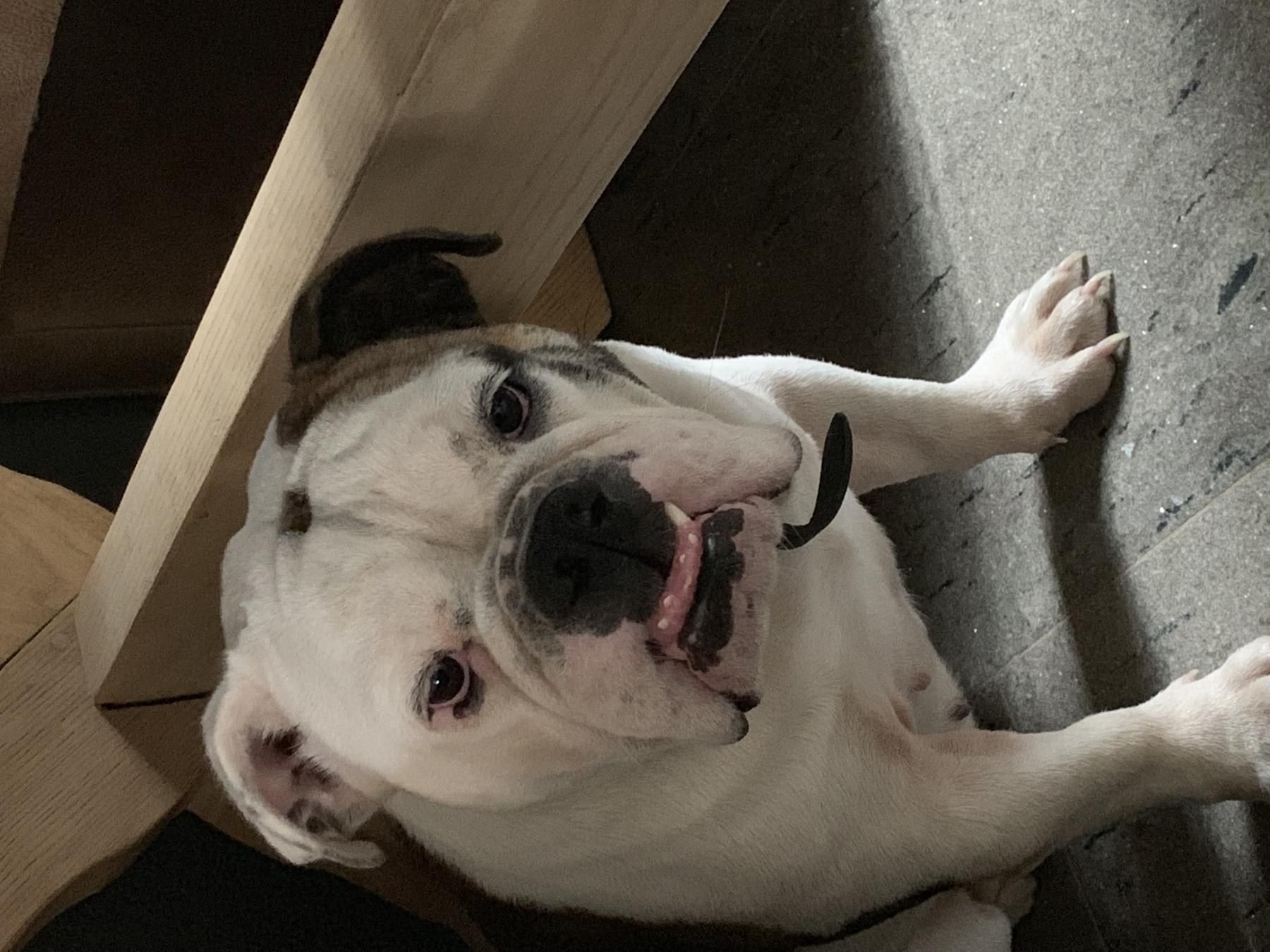 Bella