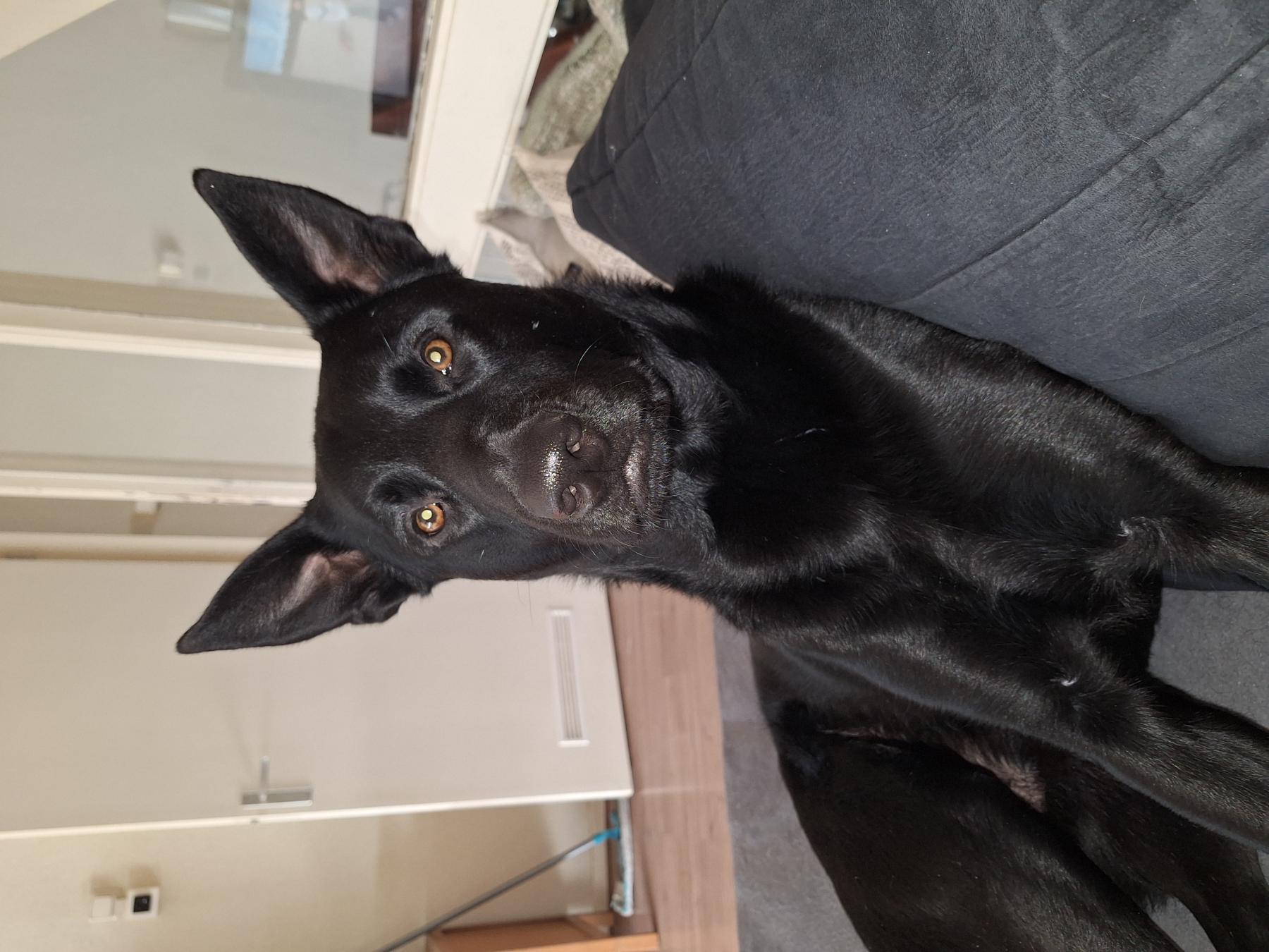 Simba