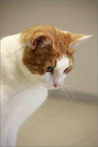 Chico