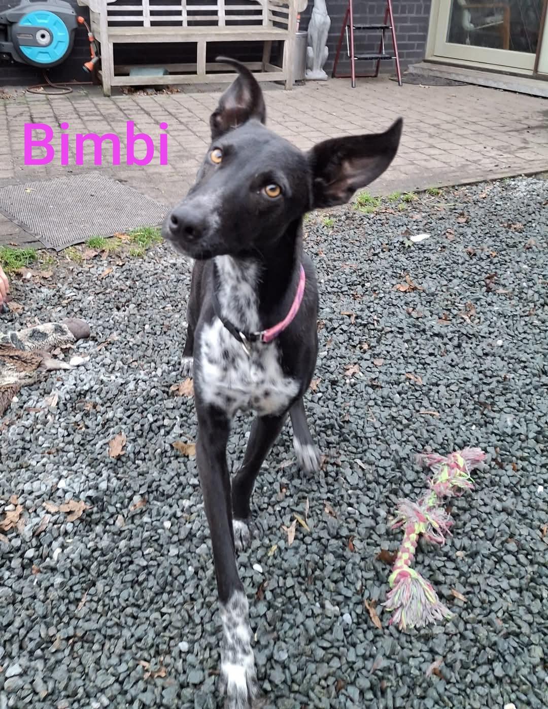 Bimbi