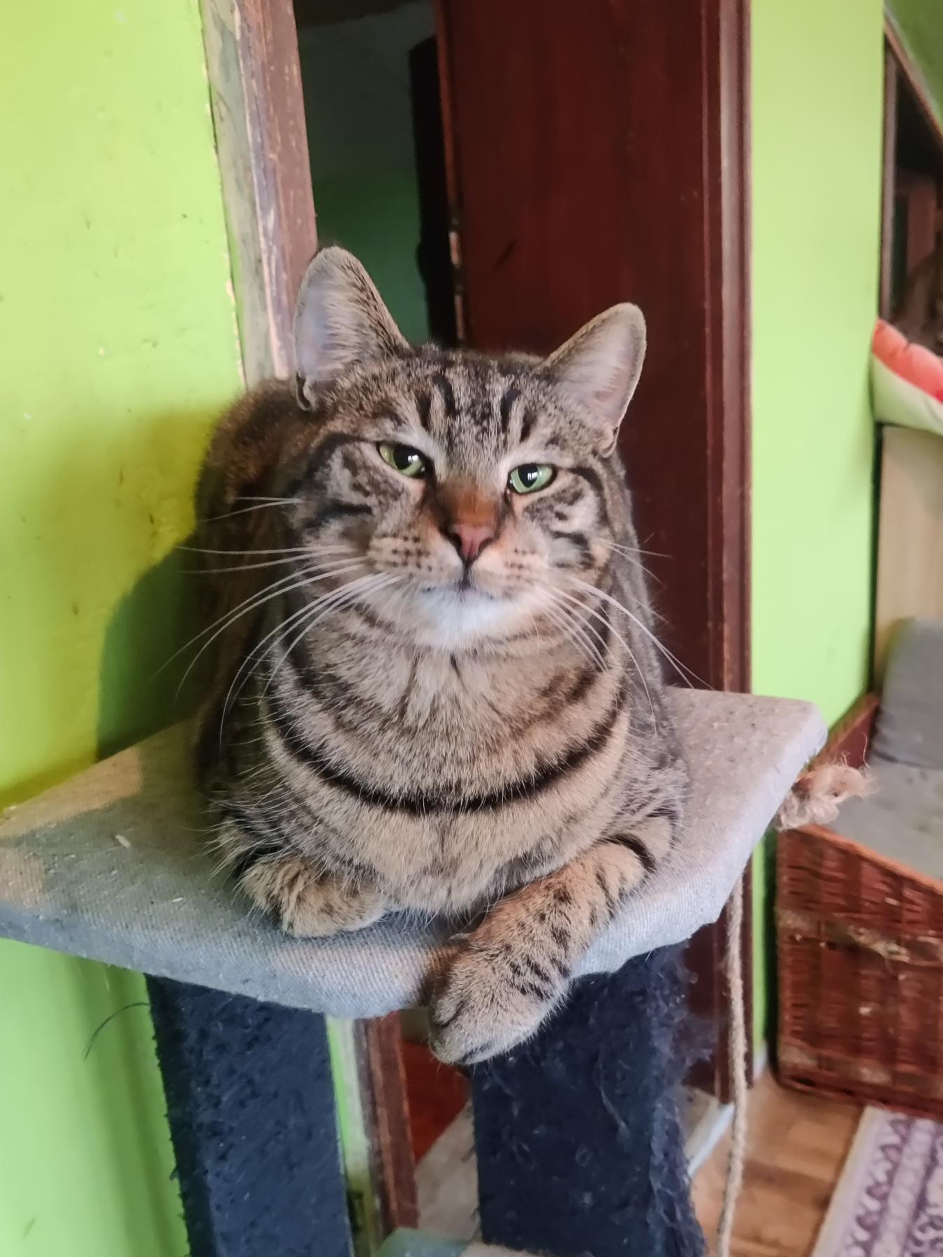 Tobby