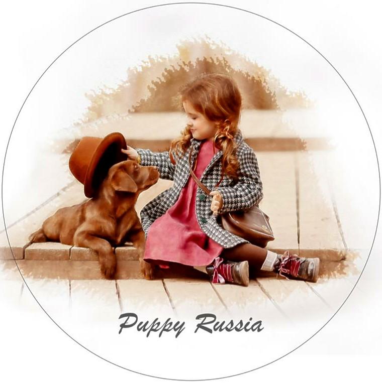 Puppy Russia NL