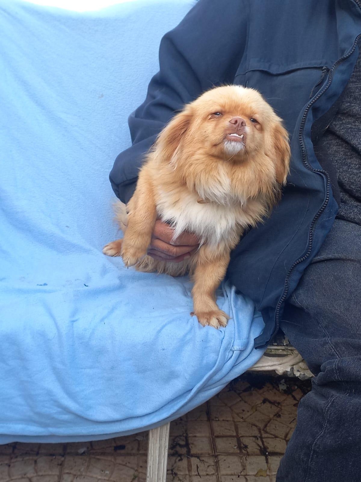 Simba