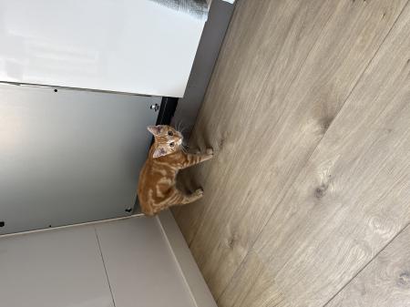 Bal