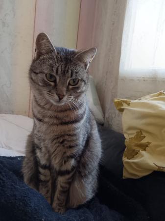 Tigera