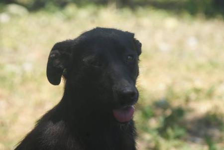 Ebony