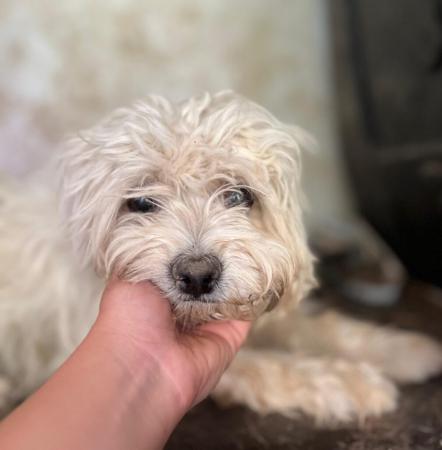 Pufu