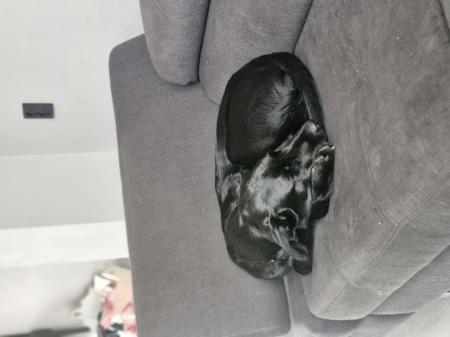 Blacky