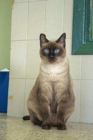 Anouk