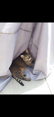 Jinxy