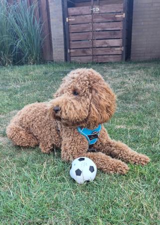 Mylo