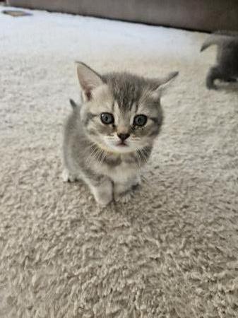 Kitten
