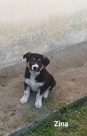 Zina