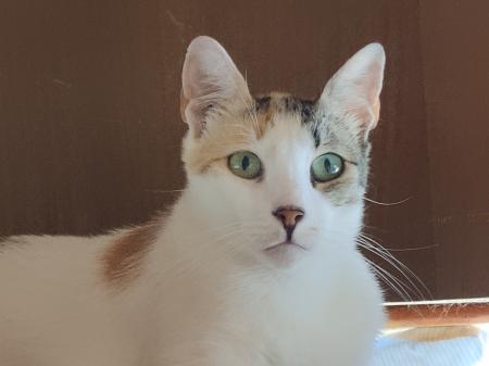 Princess