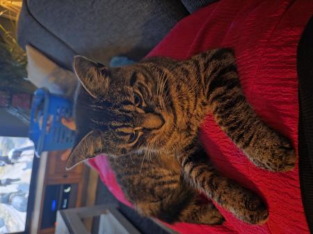 Baco