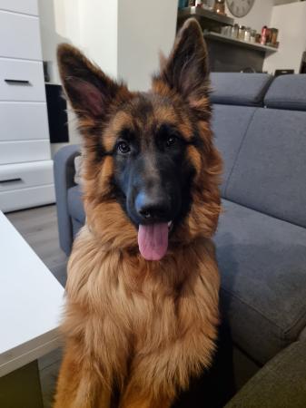 Bailey