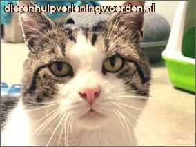 joep