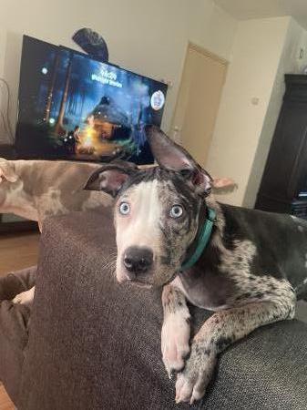 Koda