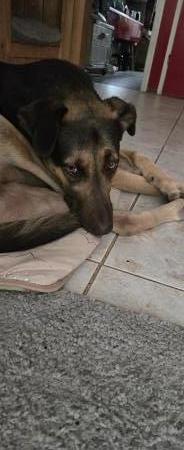Dorus