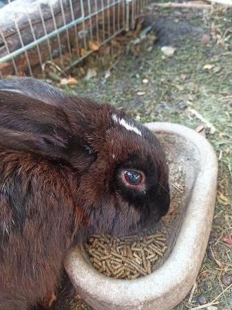 Muis