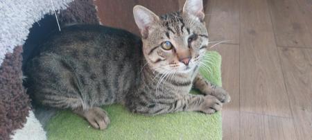 Bobo