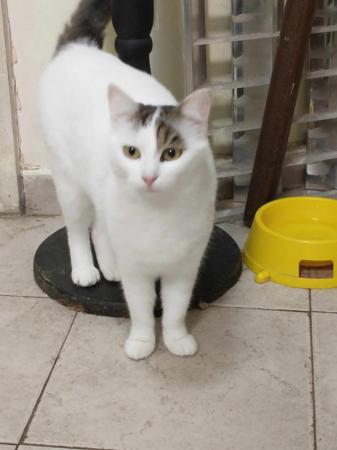 Biba