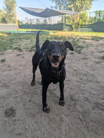 Tino