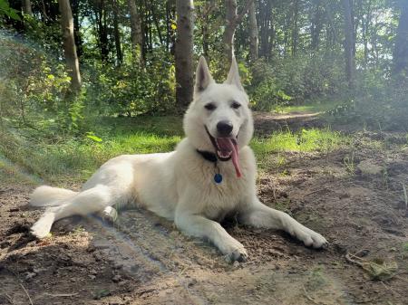 Nala
