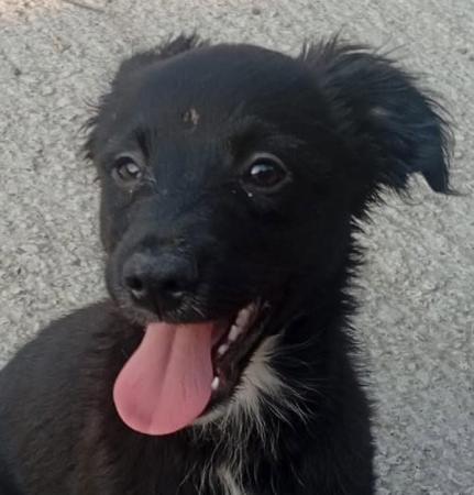 Oscar