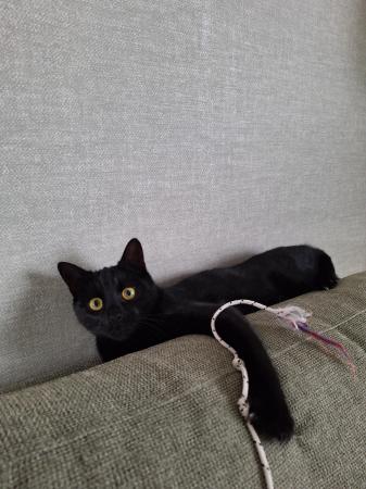 Maya