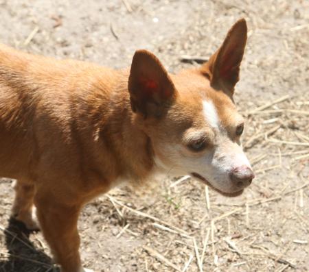 Odie
