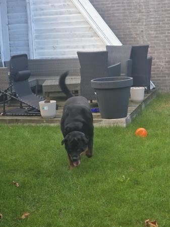 Tyson