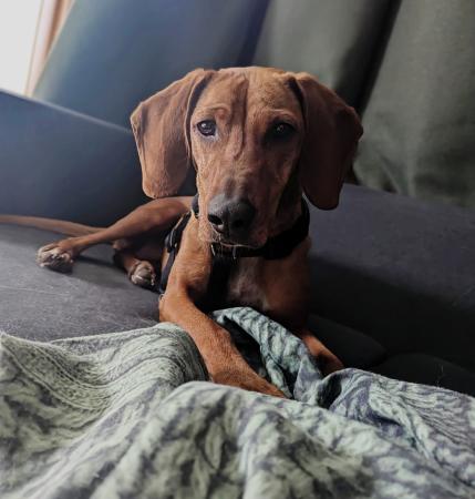 Sofie