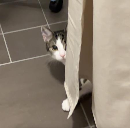 Pip