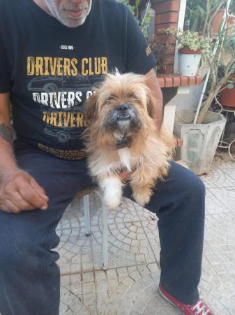 Brutus