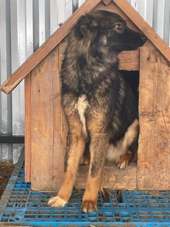 Koda