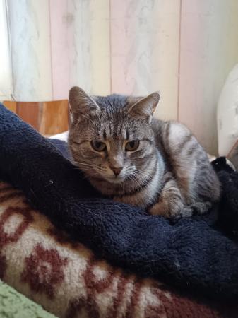 Tigera