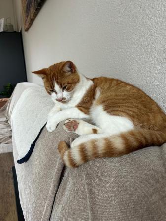 Floki