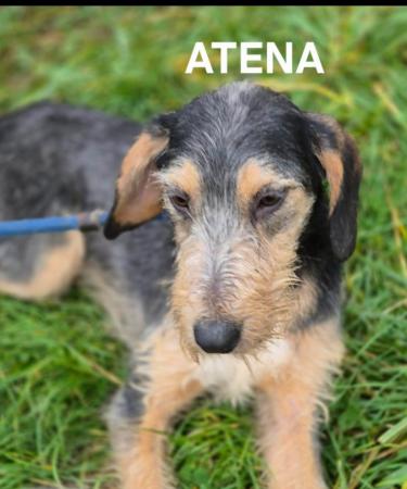 Atena
