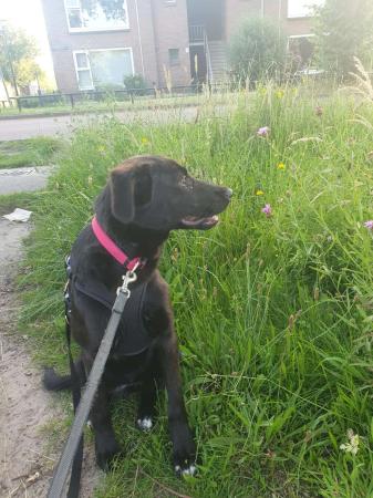 Maia