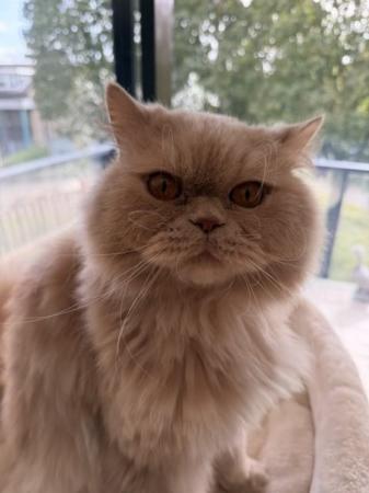 Simba