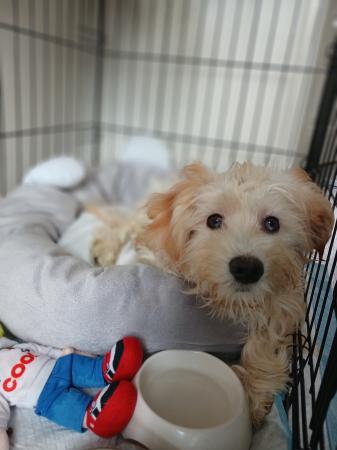 Milo
