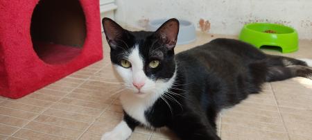 Figaro