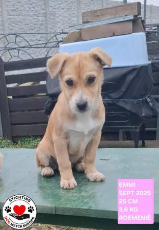 Emmi