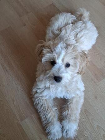 Ollie