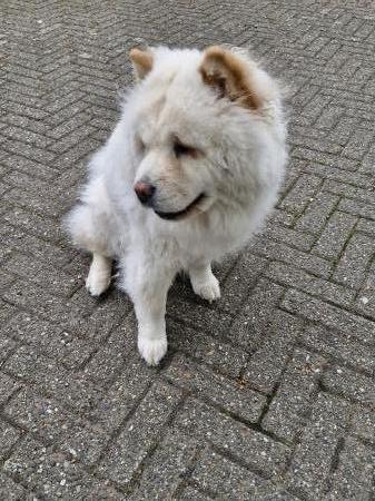 Ziva