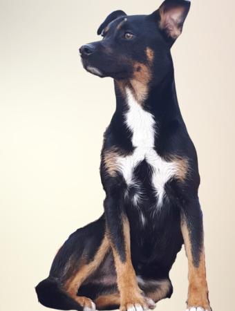pip
